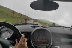 Problematique-vache-sur-le-chemin
